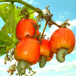 Cashew