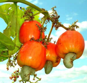 Cashew