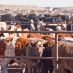 Livestock-farmers