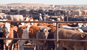 Livestock-farmers