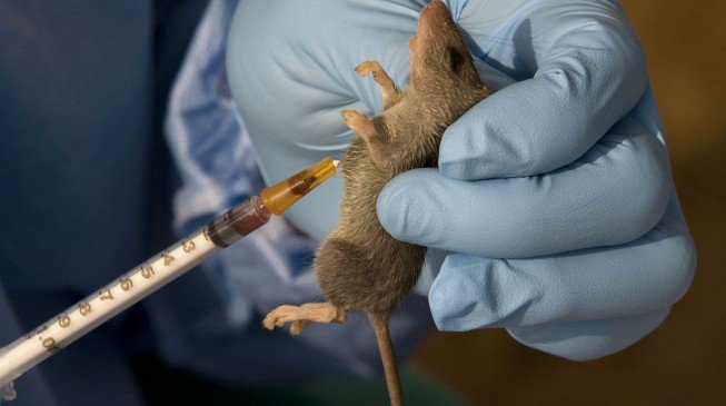 NCDC concerned as Lassa fever kills 3 health workers