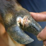 Foot and Mouth Disease
