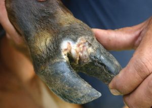 Foot and Mouth Disease