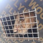 Endangered Species: Seme Customs intercepts Lion Cub, Patas Monkeys in Badagry