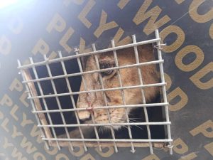 Endangered Species: Seme Customs intercepts Lion Cub, Patas Monkeys in Badagry