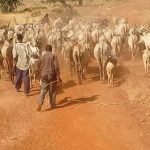Bandit attack thwarted in Kebbi, 96 cows and 45 sheep recovered