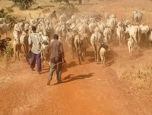Bandit attack thwarted in Kebbi, 96 cows and 45 sheep recovered