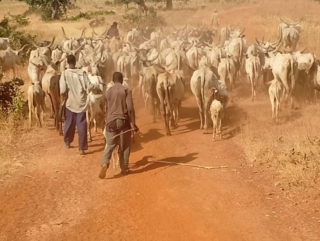 Bandit attack thwarted in Kebbi, 96 cows and 45 sheep recovered