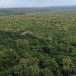 Drone view of forest, Kwara State