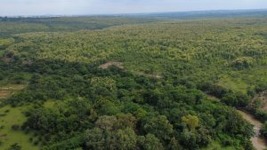Drone view of forest, Kwara State