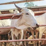 Cattle ranch