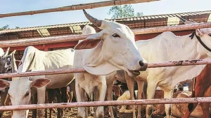 Cattle ranch