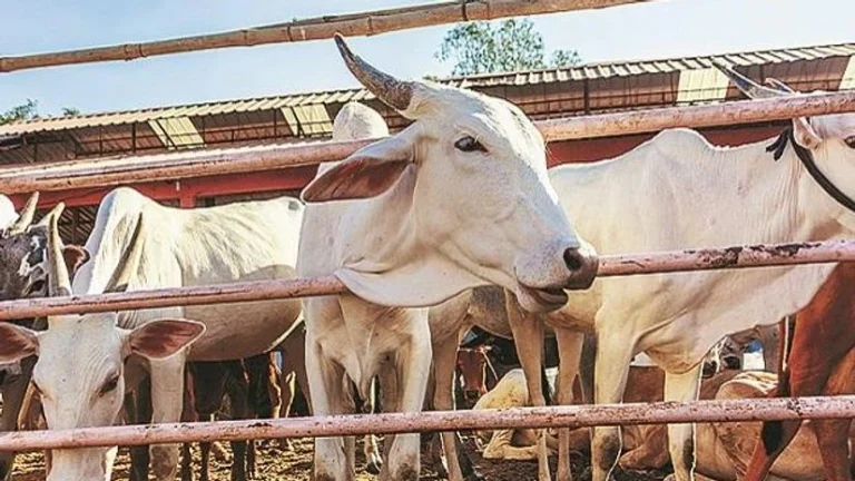 Cattle ranch