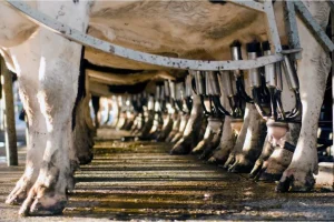 Industrial animal farming