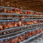 National Integrated Poultry Project