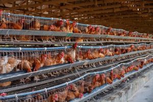 National Integrated Poultry Project