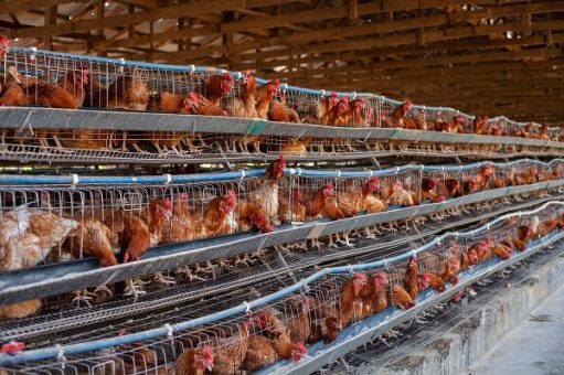 National Integrated Poultry Project