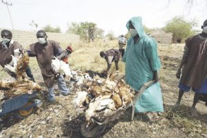 bird flu