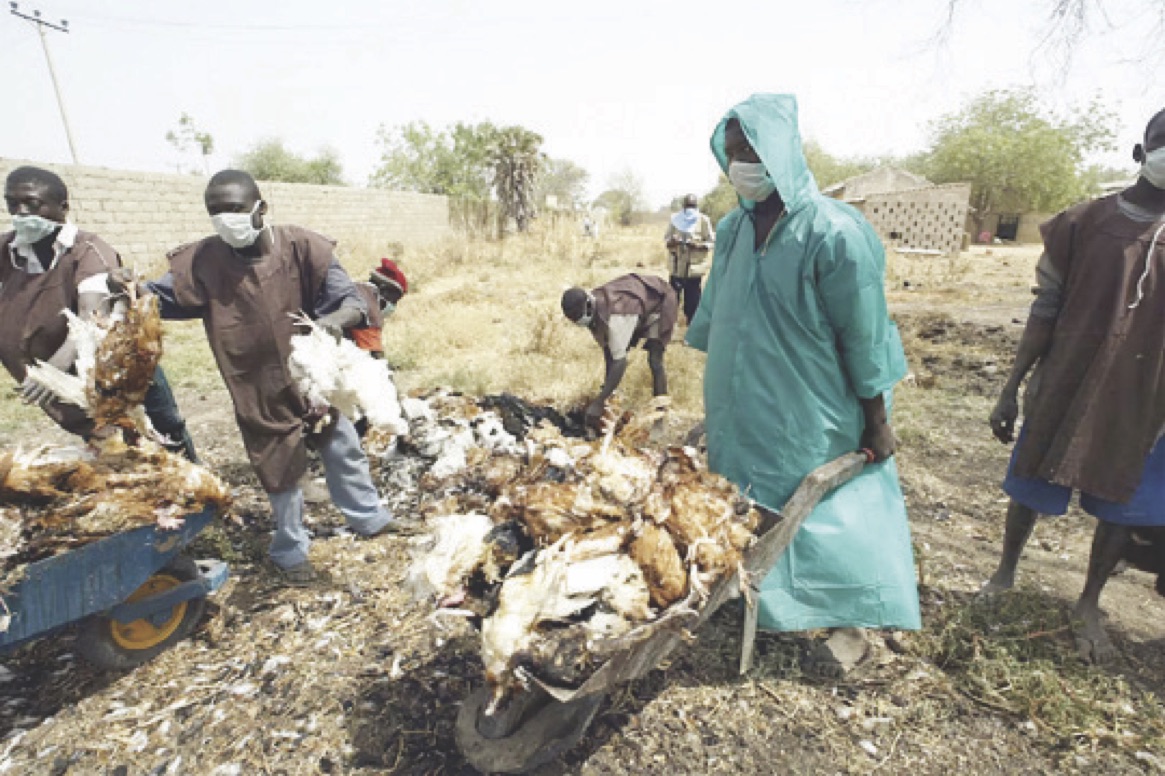bird flu