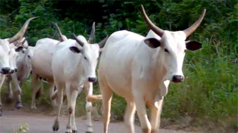 cattle-3-e1518894896154