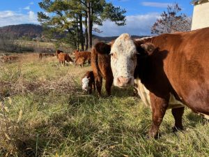 NACDPAMN begs extension on Edo open grazing ban
