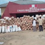 NDLEA arrests couple over 4.7 tonnes of marijuana