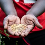 seeds
