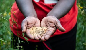 seeds
