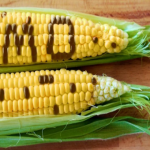 GMO-510×340