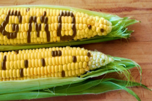 GMO-510×340