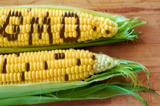 GMO-510×340