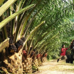 How-to-invest-in-commercial-oil-palm-farming