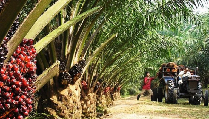 How-to-invest-in-commercial-oil-palm-farming