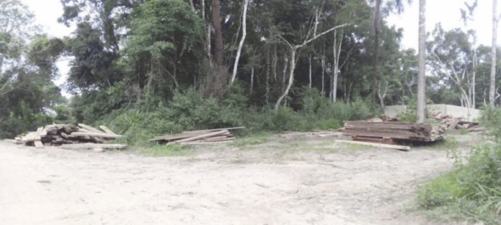 The Okunni forest