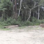 The Okunni forest
