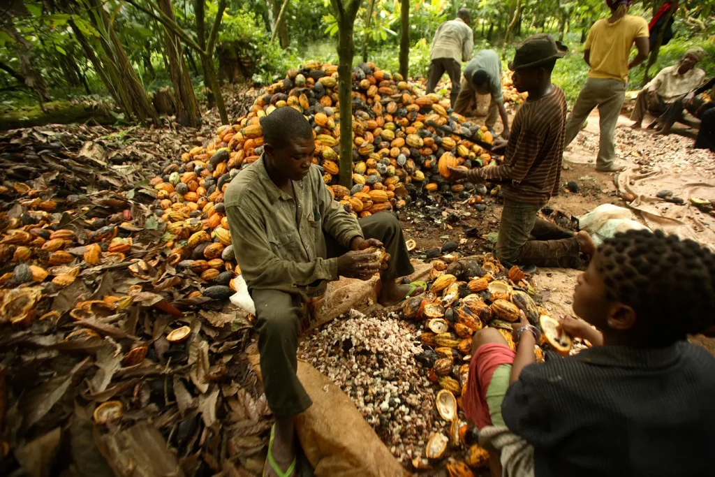Cocoa harvesting Nigeria