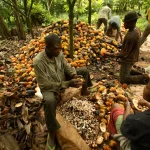 Cocoa harvesting Nigeria