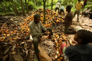 Cocoa harvesting Nigeria