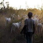 Cattle