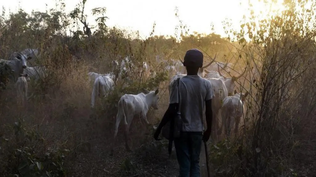 Cattle