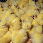 broiler chicks