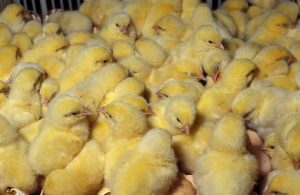 broiler chicks