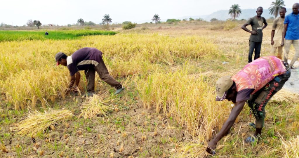 Farmers-harvest-rice-in-Kogi-Kotonkarfe-LGA-of-Kogi-State.