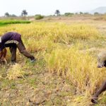 Farmers-harvest-rice-in-Kogi-Kotonkarfe-LGA-of-Kogi-State.