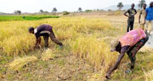 Farmers-harvest-rice-in-Kogi-Kotonkarfe-LGA-of-Kogi-State.