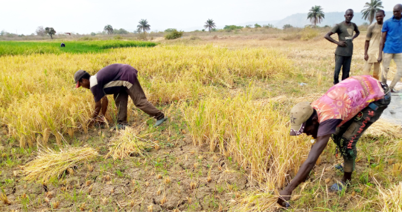 Farmers-harvest-rice-in-Kogi-Kotonkarfe-LGA-of-Kogi-State.