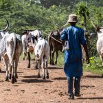Fulani_Togo-1024×683