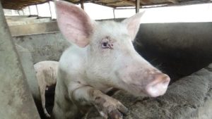 Pig