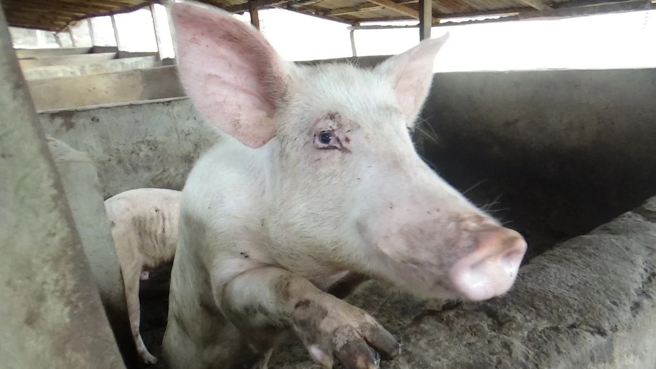 PIFAN decries poor govt support for pig farmers Jan 13, 2026