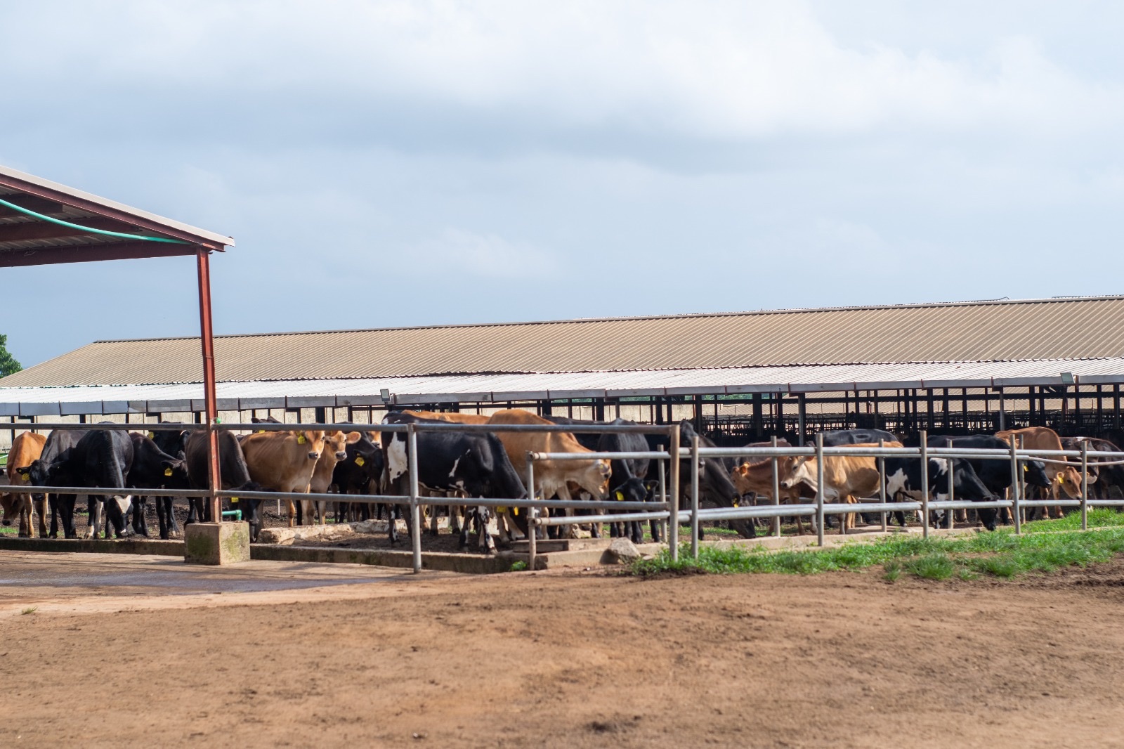 Promasidor invests in Ikun Farm to boost dairy production Jan 30, 2026